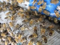 ATELIERS & FORMATIONS - L’univers fascinant des abeilles. Le samedi 25 avril 2015 à Rayol-Canadel-Sur-Mer. Var.  09H30